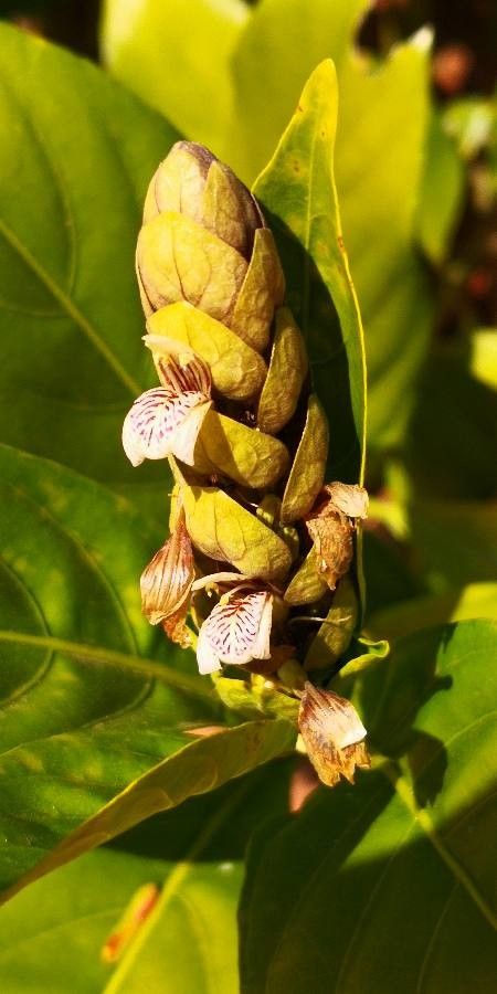 Justicia vetricosa